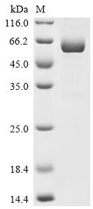 Recombinant Human B-cell differentiation antigen CD72 (CD72), partial, Homo sapiens (Human), Mammalian cell, C-terminal hFc1-tagged, 57.0kDa, purity >95% as determined by SDS-PAGE.