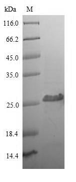 Recombinant Human T-cell surface glycoprotein CD8 alpha chain (CD8A), partial