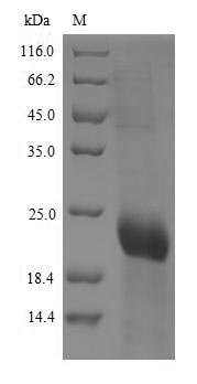 Recombinant Human T-cell surface glycoprotein CD8 alpha chain (CD8A), partial
