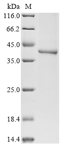 Recombinant Human Cyclin-dependent kinase 7 (CDK7)