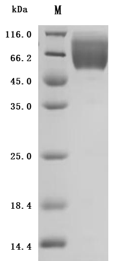Recombinant Human Carcinoembryonic antigen-related cell adhesion molecule 1 (CEACAM1), partial, Biotinylated (Active), Homo sapiens (Human), Mammalian cell, C-terminal 10xHis-Avi-tagged, 48.2kDa, purity >95% as determined by SDS-PAGE.