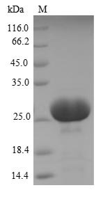 Recombinant Human Carcinoembryonic antigen-related cell adhesion molecule 3 (CEACAM3), partial