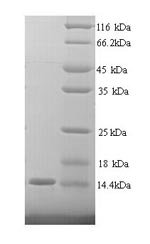 Recombinant Human Cell adhesion molecule CEACAM4 (CEACAM4), partial