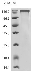 Recombinant Human Cell adhesion molecule CEACAM5 (CEACAM5), partial