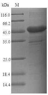 Recombinant Human Carcinoembryonic antigen-related cell adhesion molecule 6 (CEACAM6), Homo sapiens (Human), E.coli, N-terminal 6xHis-SUMO-tagged, 47.2kDa, purity >90% as determined by SDS-PAGE.