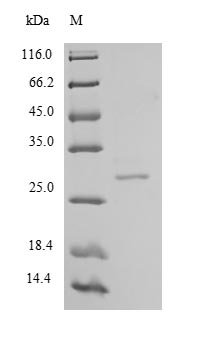 Recombinant Human Chymotrypsin-like elastase family member 2A (CELA2A), Homo sapiens (Human), E.coli, N-terminal 6xHis-tagged, 29.9kDa, purity >90% as determined by SDS-PAGE.