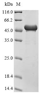 Recombinant Human CUGBP Elav-like family member 1 (CELF1) (T173E,S178D,S285D,S288D,S295D,S296D,S298D), Homo sapiens (Human), E.coli, Tag-Free, 53.7kDa, purity >90% as determined by SDS-PAGE.