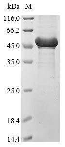 Recombinant Human CUGBP Elav-like family member 1 (CELF1) (T173E,S178D,S285D,S288D,S295D,S296D,S298D,L408A,P409A), Homo sapiens (Human), E.coli, Tag-Free, 53.6kDa, purity >90% as determined by SDS-PAGE.
