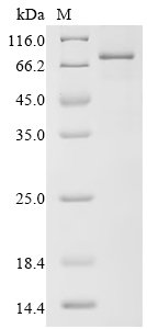 Recombinant Human Complement factor I (CFI), Homo sapiens (Human), E.coli, N-terminal 6xHis-tagged, 70.5kDa, purity >85% as determined by SDS-PAGE.