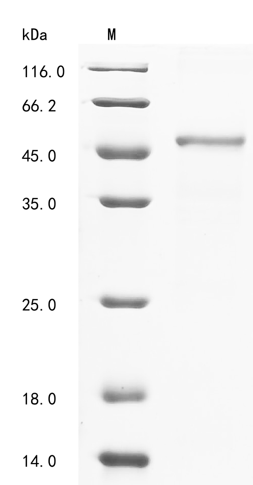 Recombinant Human Chordin-like protein 1 (CHRDL1), partial