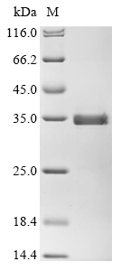 Recombinant Human Muscarinic acetylcholine receptor M2 (CHRM2), partial, Homo sapiens (Human), E.coli, N-terminal 6xHis-tagged, 23.4kDa, purity >90% as determined by SDS-PAGE.