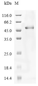 Recombinant Human Cartilage intermediate layer protein 2 (CILP2), partial