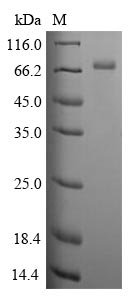 Recombinant Human Clusterin (CLU), Homo sapiens (Human), E.coli, N-terminal 10xHis-SUMO-tagged and C-terminal Myc-tagged, 70.1kDa, purity >85% as determined by SDS-PAGE.
