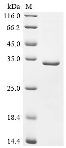 Recombinant Human CCR4-NOT transcription complex subunit 1 (CNOT1), partial