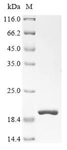 Recombinant Human Cannabinoid receptor 2 (CNR2), partial