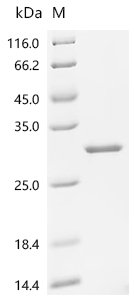 Recombinant Human Ciliary neurotrophic factor (CNTF), Homo sapiens (Human), E.coli, N-terminal 10xHis-tagged, 29kDa, purity >95% as determined by SDS-PAGE.