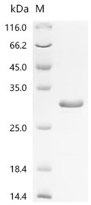 Recombinant Human Ciliary neurotrophic factor (CNTF)