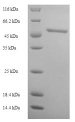 Recombinant Human Contactin-associated protein 1 (CNTNAP1), partial