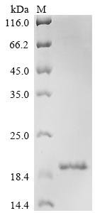 Recombinant Human Contactin-associated protein-like 2 (CNTNAP2), partial