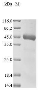 Recombinant Human Carboxypeptidase D (CPD), partial