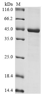 Recombinant Human Carboxypeptidase E (CPE), partial, Homo sapiens (Human), E.coli, N-terminal 10xHis-GST-tagged and C-terminal Myc-tagged, 47.7kDa, purity >85% as determined by SDS-PAGE.