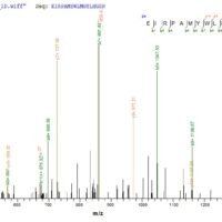 Based on the SEQUEST from database of E.coli host and target protein, the LC-MS/MS Analysis result of CSB-CF532244HTL(A4) could indicate that this peptide derived from E.coli-expressed Halobacterium salinarum (strain ATCC 29341 / DSM 671 / R1) btuC.