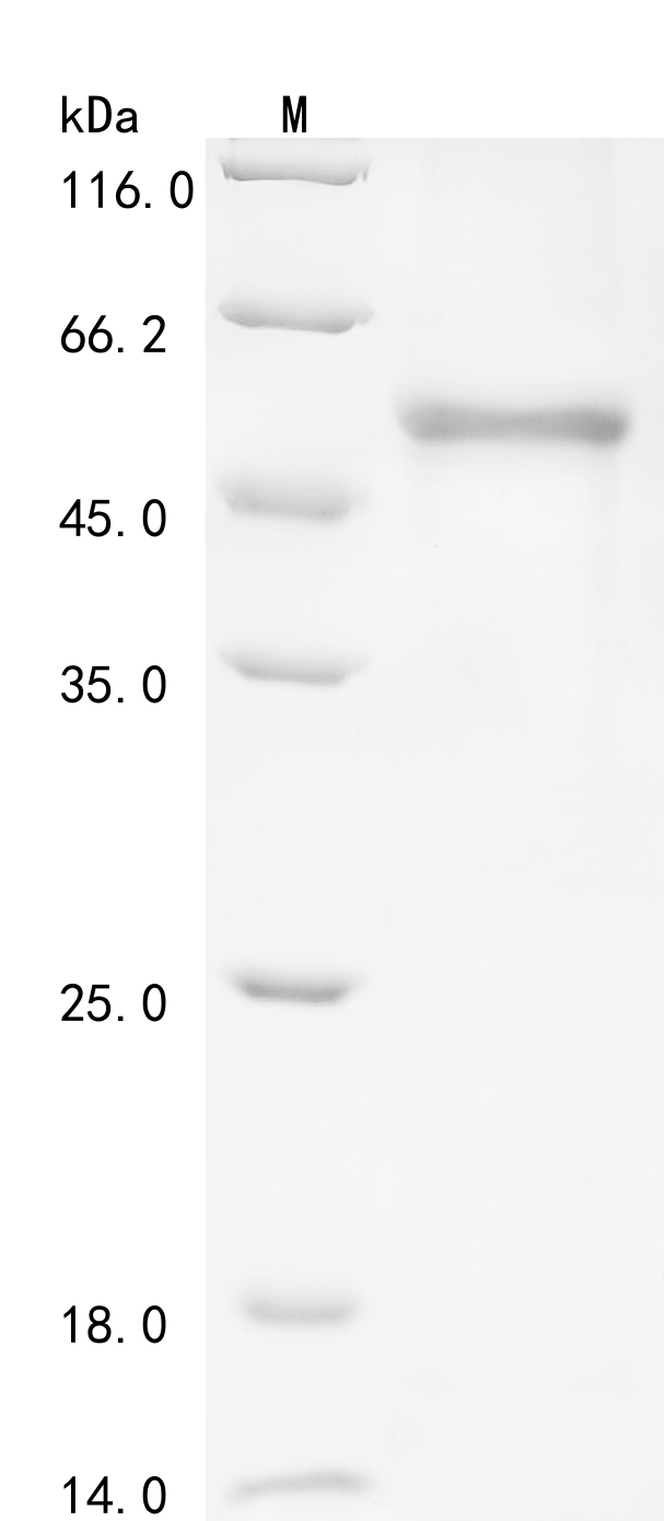Recombinant Human Carboxypeptidase N subunit 2 (CPN2)