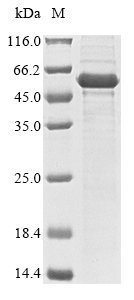 Recombinant Human Steroidogenic factor 1 (NR5A1) Protein, Homo sapiens (Human), in vitro E.coli expression system, N-terminal 10xHis-tagged and C-terminal Myc-tagged, 59.1kDa, purity >85% as determined by SDS-PAGE.