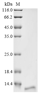 Recombinant Human Kita-kyushu lung cancer antigen 1 (CT83), partial