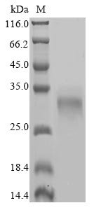 Recombinant Human Collagen triple helix repeat-containing protein 1 (CTHRC1), Homo sapiens (Human), Baculovirus, N-terminal 10xHis-tagged and C-terminal Myc-tagged, 27kDa, purity >90% as determined by SDS-PAGE.