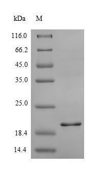 Recombinant Human C-X-C chemokine receptor type 2 (CXCR2), partial