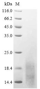 Recombinant Human C-X-C chemokine receptor type 5 (CXCR5), partial, Homo sapiens (Human), Yeast, N-terminal 6xHis-tagged, 8.4kDa, purity >95% as determined by SDS-PAGE.