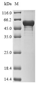 Recombinant Human Cytochrome P450 2A6 (CYP2A6), partial