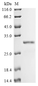 Recombinant Human Deoxycytidine kinase (DCK), Homo sapiens (Human), Yeast, C-terminal 6xHis-tagged, 31.6kDa, purity >90% as determined by SDS-PAGE.