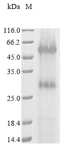 Recombinant Escherichia coli Lactose permease (lacY), partial Protein, Escherichia coli (strain K12), in vitro E.coli expression system, N-terminal 10xHis-tagged, 34.4kDa, purity >85% as determined by SDS-PAGE.