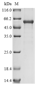 Recombinant Human N (G),N (G)-dimethylarginine dimethylaminohydrolase 2 (DDAH2), Homo sapiens (Human), E.coli, N-terminal 6xHis-GST-tagged, 61.2kDa, purity >85% as determined by SDS-PAGE.