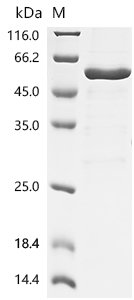 Recombinant Human Spliceosome RNA helicase DDX39B (DDX39B), partial