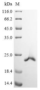 Recombinant Human ATP-dependent DNA/RNA helicase DHX36 (DHX36), partial