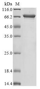 Recombinant Human DnaJ homolog subfamily C member 5 (DNAJC5), Biotinylated