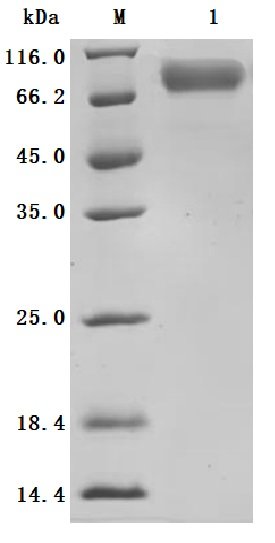 Recombinant Human Dipeptidase 3 (DPEP3), partial (Active), Homo sapiens (Human), Mammalian cell, C-terminal 10xHis-tagged, 48.3kDa, purity >95% as determined by SDS-PAGE.