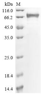 Recombinant Human Desmoglein-3 (DSG3), partial