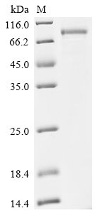 Recombinant Human Desmoglein-3 (DSG3), partial, Homo sapiens (Human), Mammalian cell, C-terminal 10xHis-Avi-tagged, 66.6kDa, purity >90% as determined by SDS-PAGE.