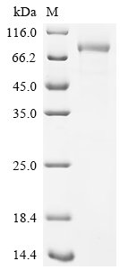 Recombinant Human Desmoglein-3 (DSG3), partial