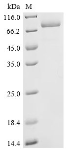 Recombinant Human Desmoglein-3 (DSG3), partial