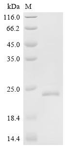 Recombinant Human Double homeobox protein 4 (DUX4), partial
