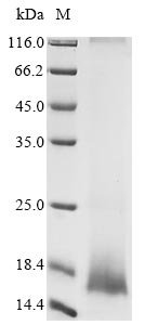 Recombinant Human coronavirus NL63 Envelope small membrane protein (E) Protein, Human coronavirus NL63 (HCoV-NL63), in vitro E.coli expression system, N-terminal 10xHis-tagged, 12.0kDa, purity >85% as determined by SDS-PAGE.