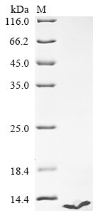Recombinant Human Endothelin-3 (EDN3)