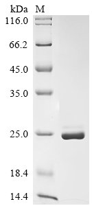 Recombinant Human EF-hand calcium-binding domain-containing protein 11 (EFCAB11)