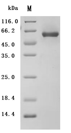 Recombinant Human Ephrin-A1 (EFNA1) (Active), Homo sapiens (Human), Mammalian cell, C-terminal hFc1-tagged, 48.3kDa, purity >90% as determined by SDS-PAGE.