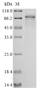 Recombinant Human Epidermal growth factor receptor (EGFR), partial, Homo sapiens (Human), E.coli, N-terminal 10xHis-tagged and C-terminal Myc-tagged, 73.6kDa, purity >90% as determined by SDS-PAGE.